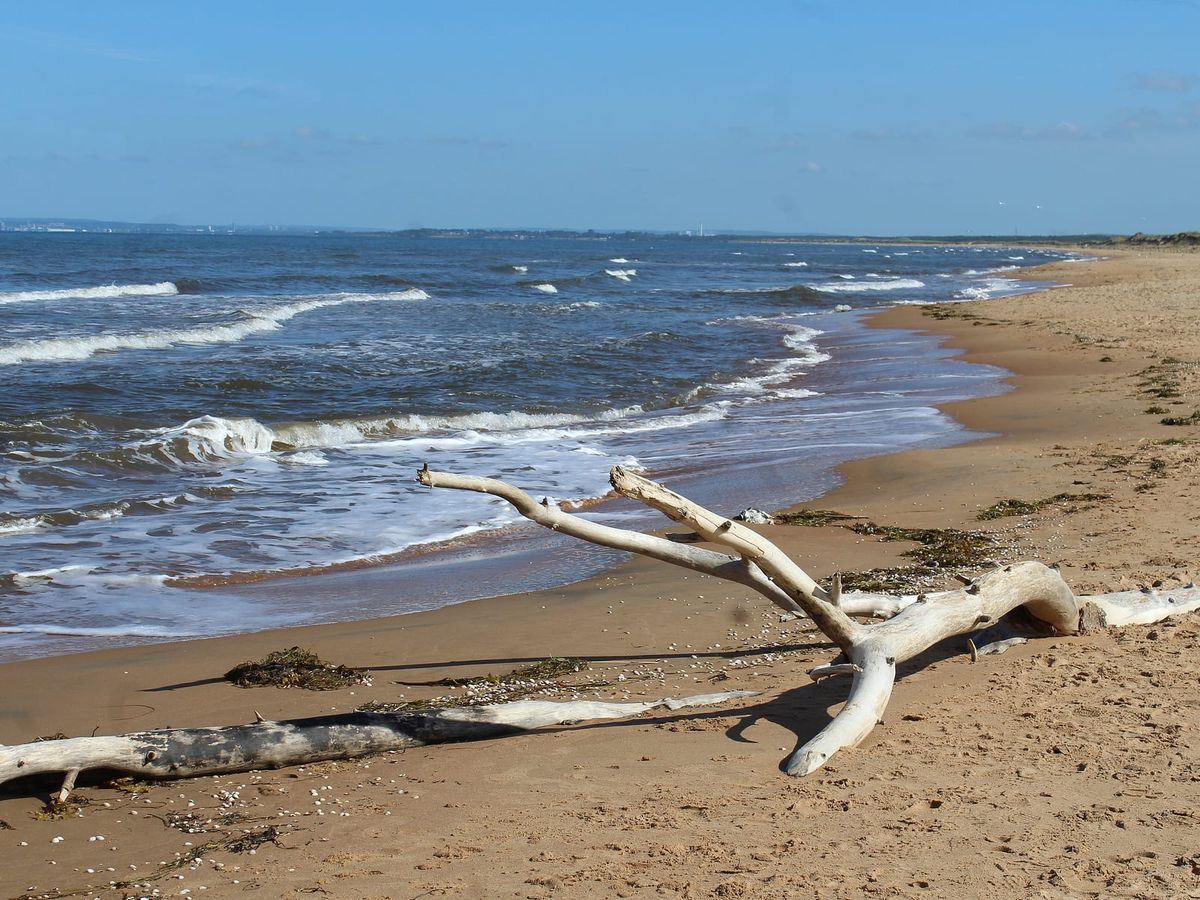 Den långa sandstranden i Mellbystrand med vit drivved i förgrunden och vågor på Laholmsbukten